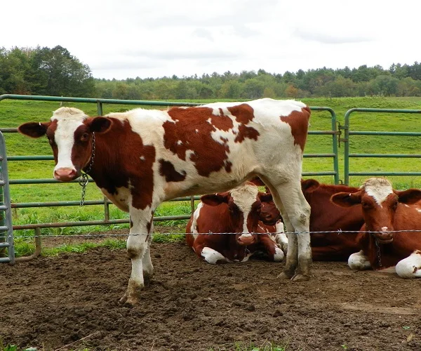 
High Quality Live Dairy Cows / Pregnant Holstein Heifers 