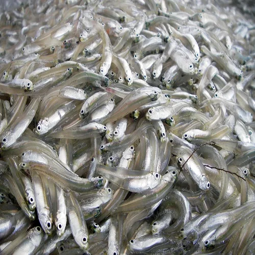 非常干的鱼银线干 anch/sprats 金色 (viber