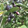 Best and Good Quality fresh Olives Available for Sale .Best Price