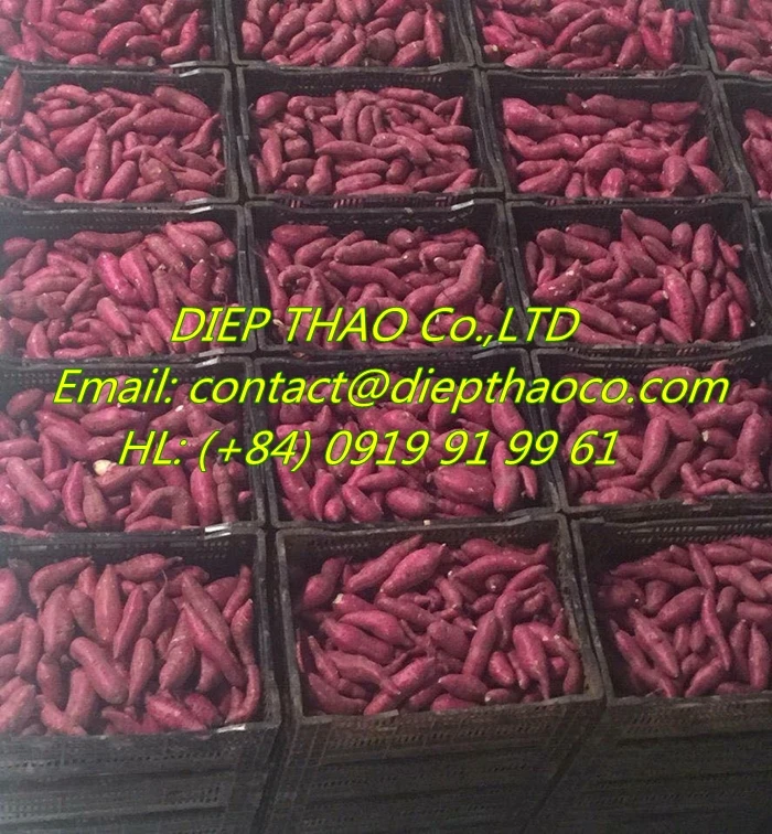 processing sweet potato.jpg