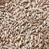 Organic Farm Rye grain/Winter Rye/Rye Flakes in Rye bran