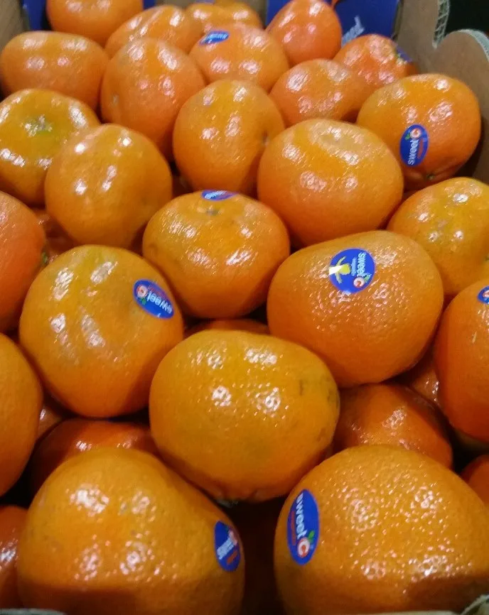 
HIGH QUALITY CLEMENTINE FRUIT HONEY NADARCOTT MANDARIN FOR WHOLESALE 
