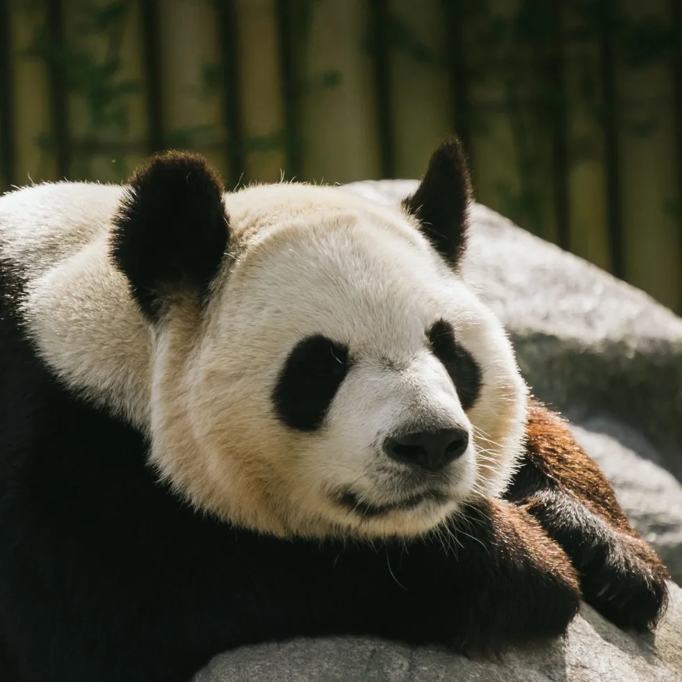 Гигантская панда на английском. Pandas describe. Describe() table design. Что делает функция describe в pandas min что это. Pandas pydata.