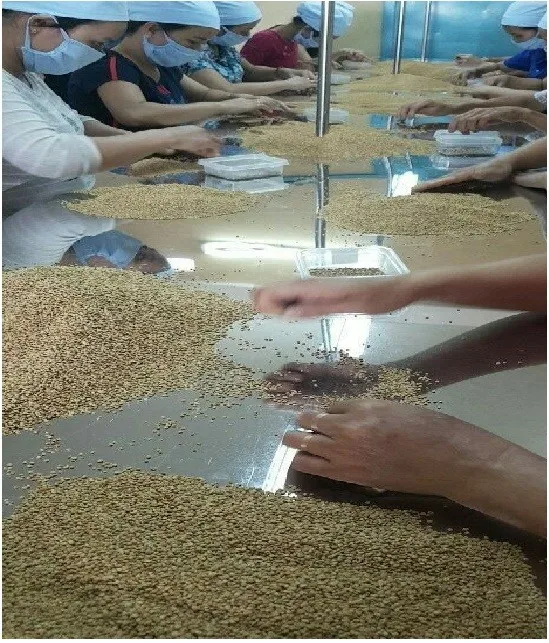 VIET-NAM-BEE-POLLEN-GOOD-PRICE