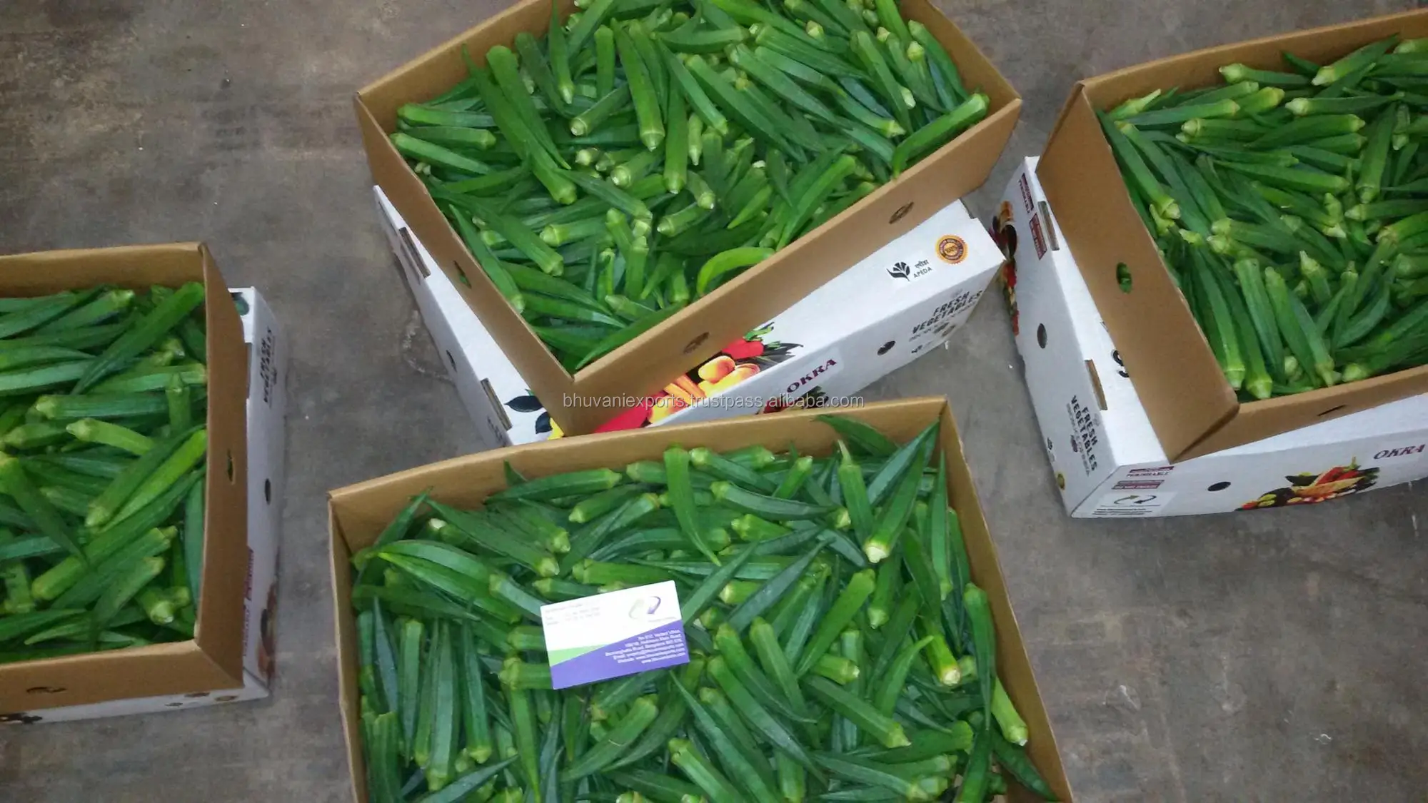 Okra 4.jpg