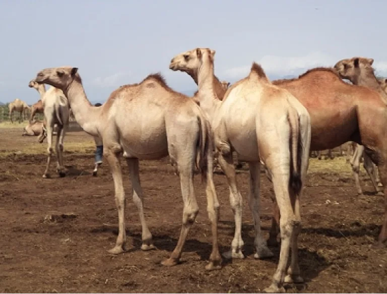
Live Camels,cow,camel,sheep,goat,ox,bull 
