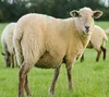 Live Awassi Sheep and Lambs, Other Live Sheep breed, Goats and Cattle For Sale