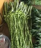 Thailand Wholesale Fresh Cut Spiral Draceana Lucky bamboo