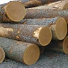 Hard Maple saw logs