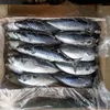 20-40pcs IQF whole round frozen seafood mackerel fish