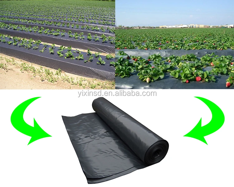 Black Plastic Mulch Film For Agriculture - Buy Black Mulch Film ...