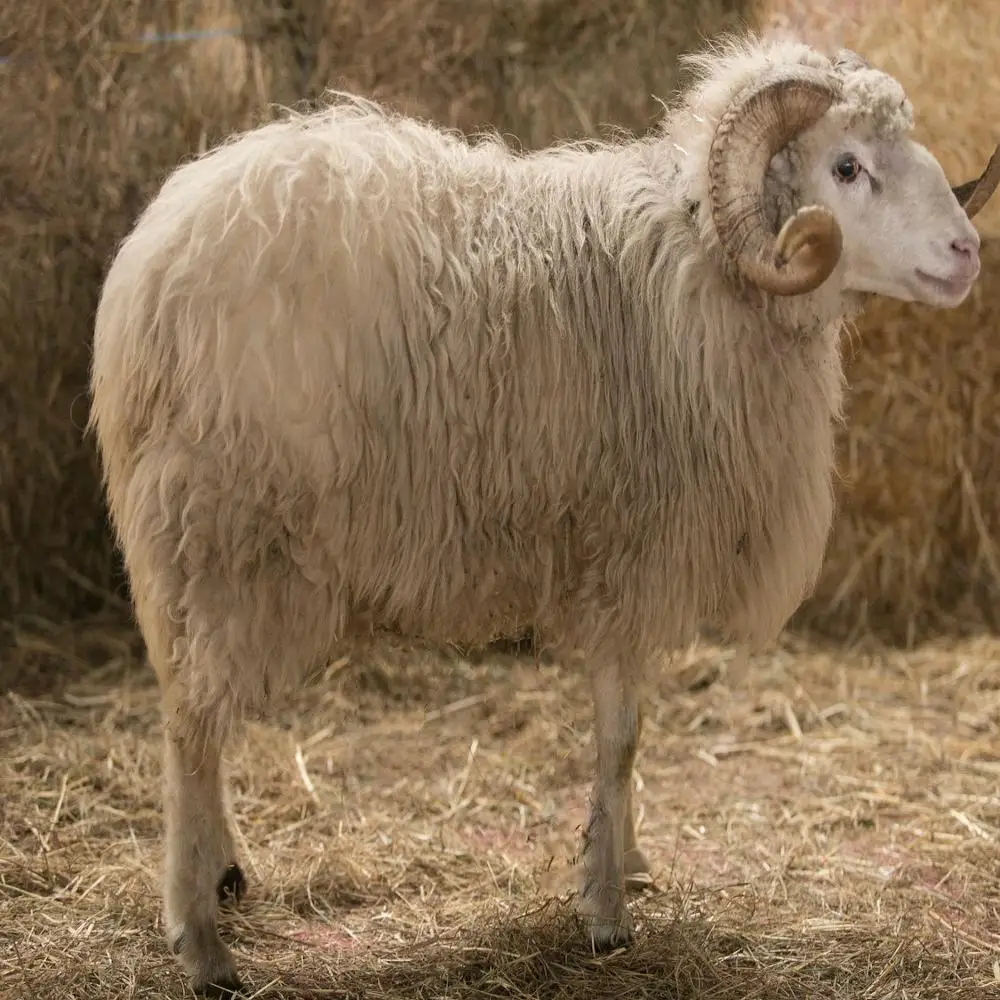 主要羔皮绵羊品种图片