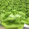 Leafy Green Vegetables Made In Vietnam, Salad Greens