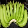 Fresh Green banana Exporter To UK/USA/UAE