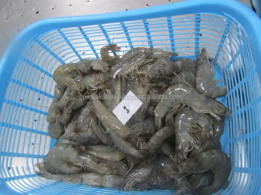 
VANNAMEI SHRIMPS HEAD ON SHELL ON FARM FRESH 