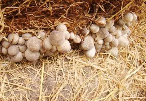 canned straw mushroom, high quality, competitive price