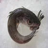 Hake Fish / Sword Fish / Katti /Sea /Sardin