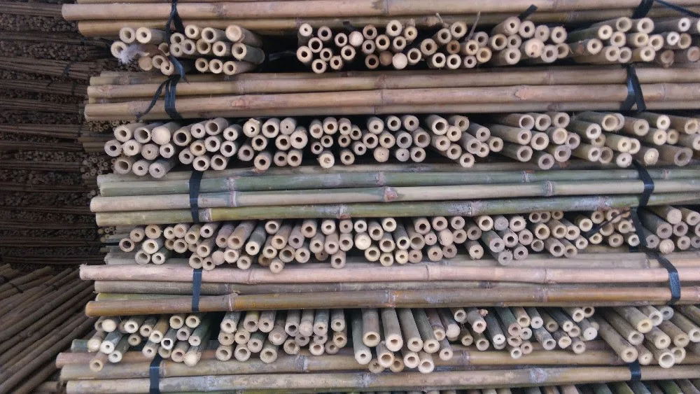 
Vietnam bamboo pole for construction 