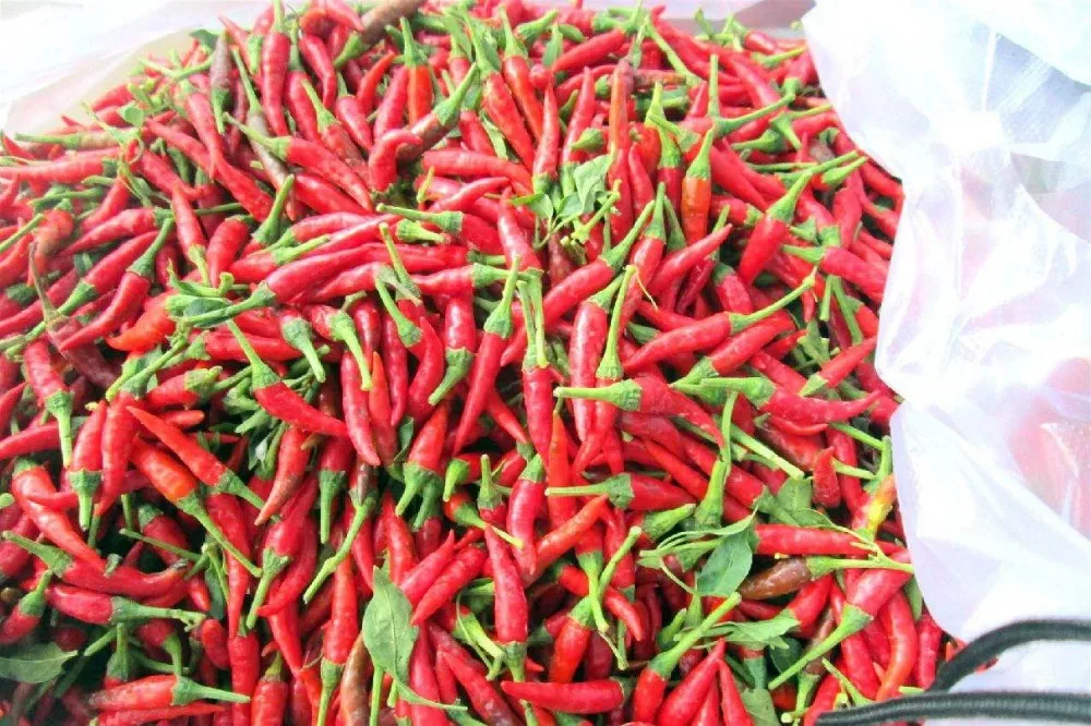 G4 Green Chilli Pakistan Ms.holiday Buy Green Chilli,G4 Green Chilli