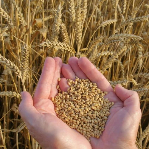 
Ukraine Barley Feed 