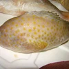 Frozen Yellow Spotted Rock Cod for sale