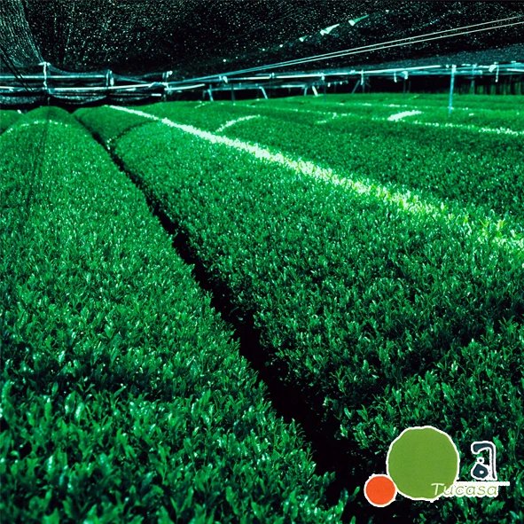 
Ceremonial grade Japanese green tea Uji Matcha made in Kyoto 