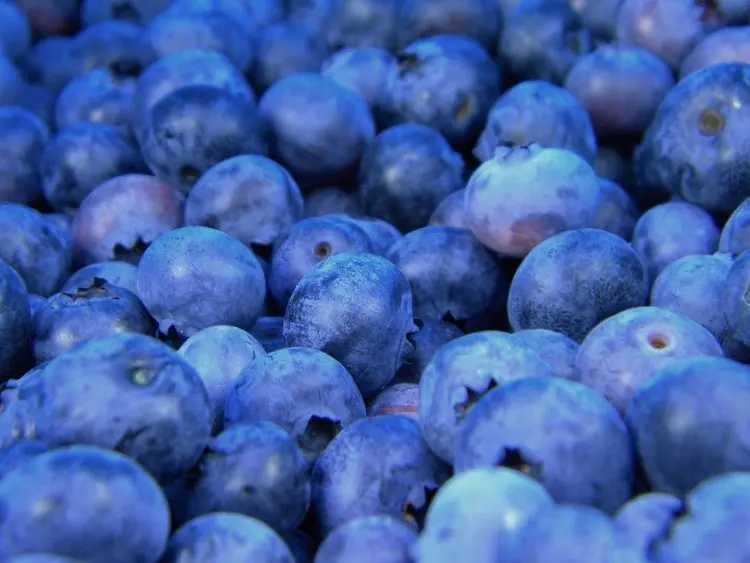 good price of iqf frozen blueberry for sale in dandong, also