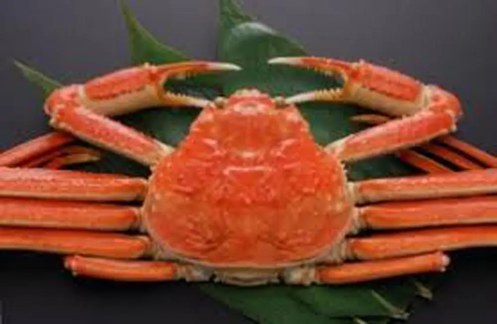 snow crab1