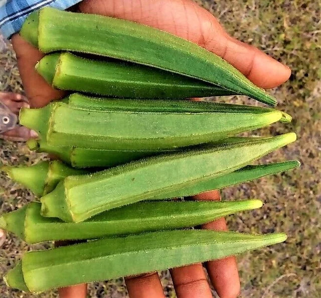 Bio Okra Lady Finger Frisches Indisches Gemuse Buy Organic Okra Fresh Ladies Finger Fresh Indian Vegetables Product On Alibaba Com