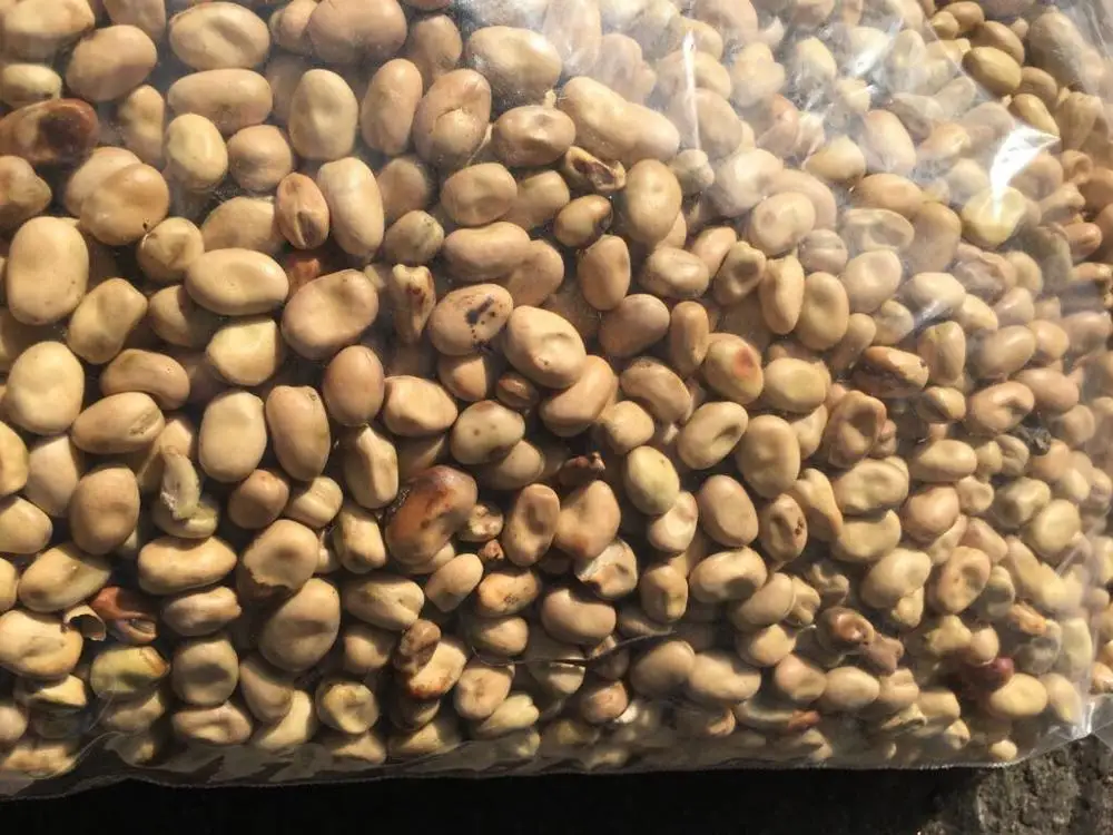 
whole fava beans 