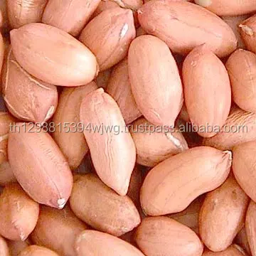 
Good Quality Ginkgo Nuts for Sale 