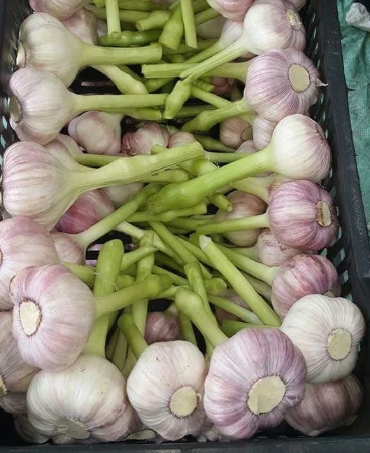 
Hot Sale Fresh White / Red Garlic Low Price Garlic For Sale 