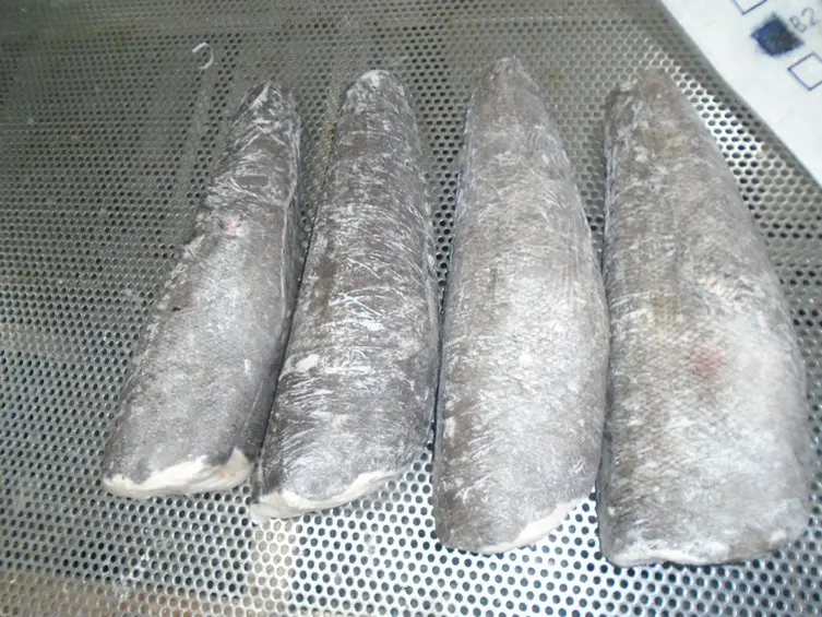 
CHILEAN SEA BASS / PATAGONIAN TOOTH FISH 