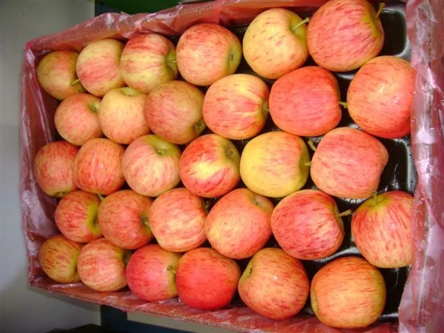 
hot selling good quality red fresh gala apples for wholesale 