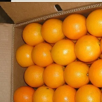 
[Orange( navel & valencia)][EGYPT] 
