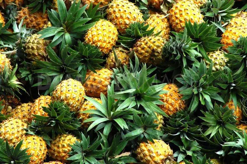 Quality/delicious And Cheap Fresh Pineapple For Sale Buy Fresh
