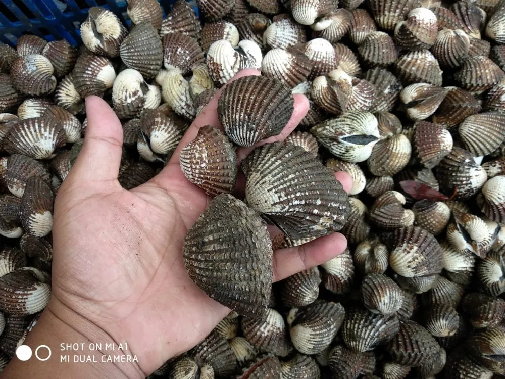 Live Blood Cockle / Clam From Indonesia / Live Seafood Buy Live Blood