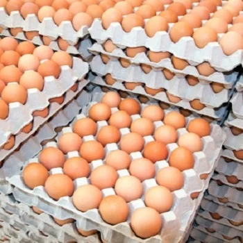 Chicken eggs 6.jpg