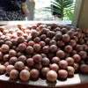 Vietnam Macadamia Nuts Cracked Shell With Big Kernel.