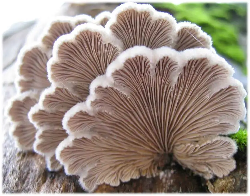 Types Of Mushrooms In India