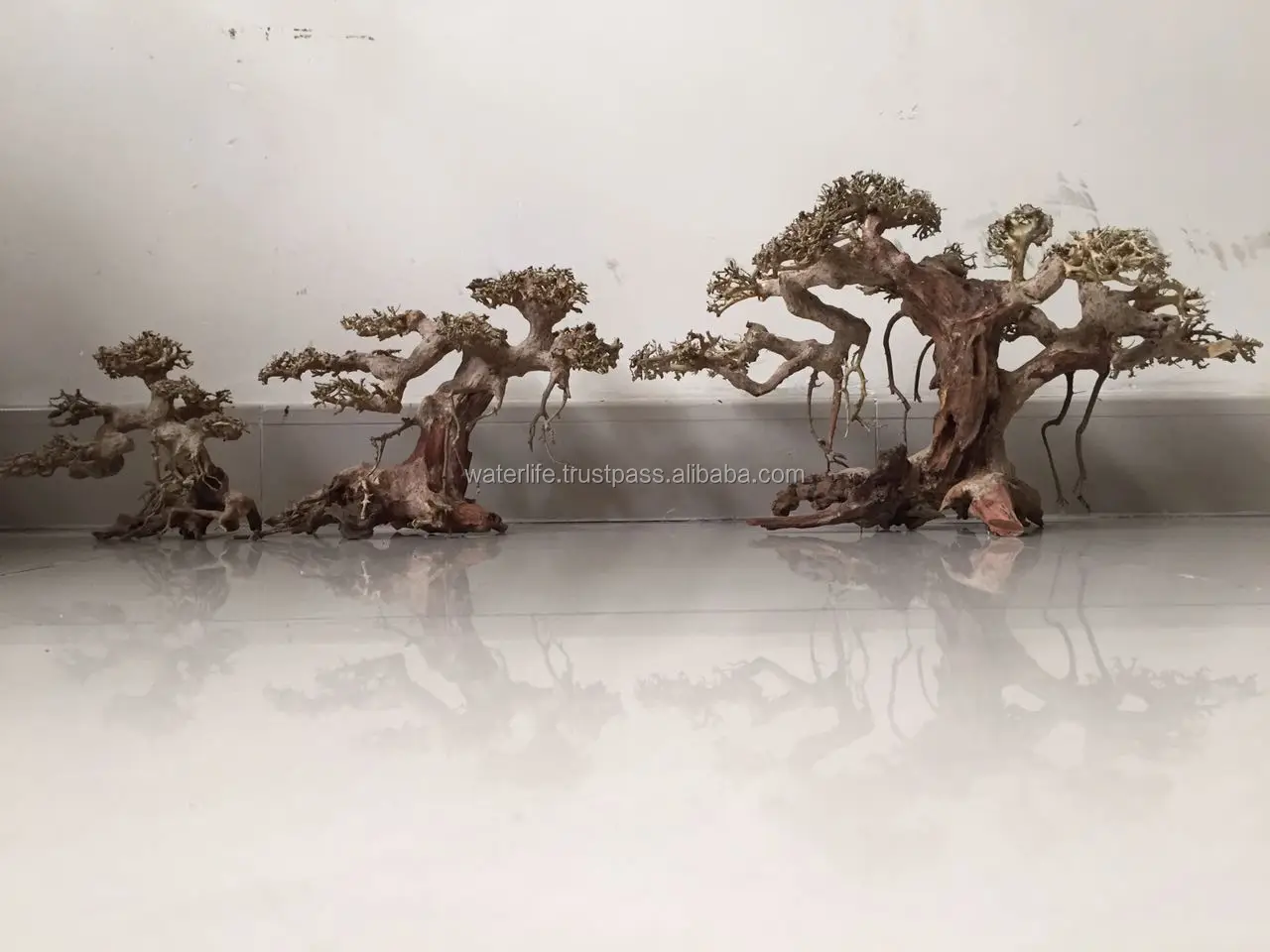 Bonsai 1.jpg