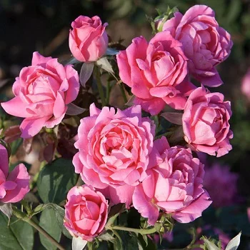 [Image: Rose-Oil-Absolute-1-Rosa-Damascena-from.jpg]