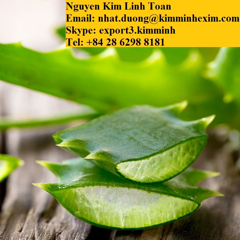 ALOE VERA LEAVES .jpg