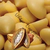 Cacao XP Criollo Cacao Butter Drops Organic