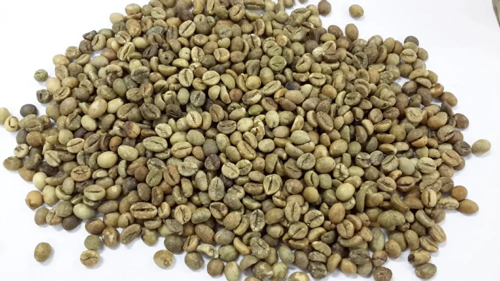 Robusta R16 R18 Coffee Bean From Viet Nam Buy Green Coffee Bean