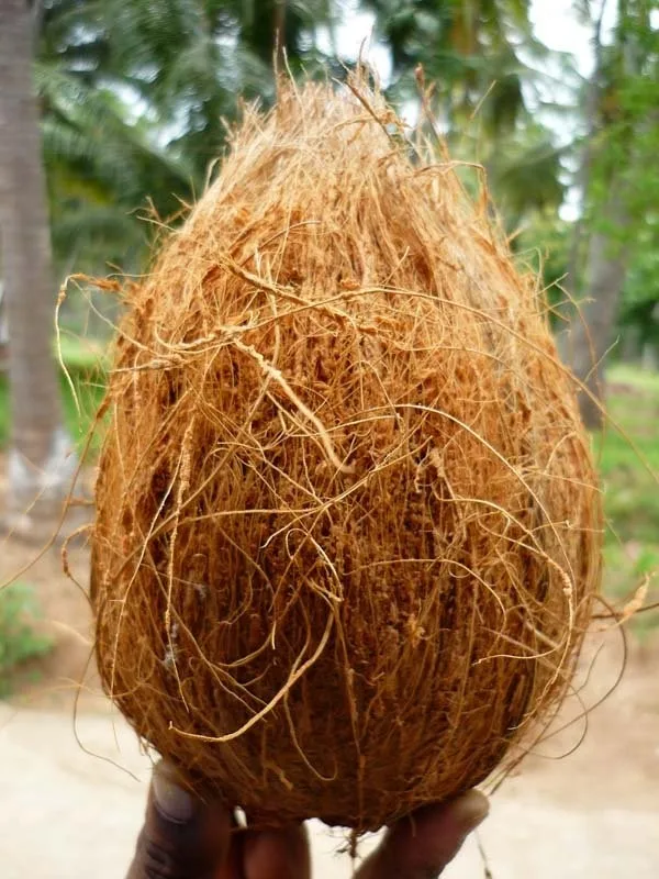 First Grade & Healthy Coconuts For Sale Semi Husked Coconuts From