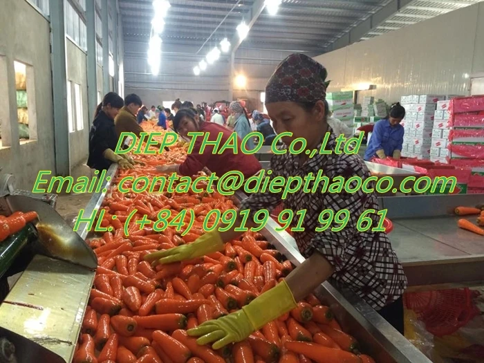 clean fresh carrot up.jpg