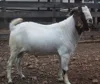 100% High Quality Livestock Full Blood Boer Goats for sale