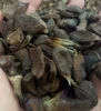 Hot sale Palm Kernel Shell