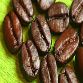 fornitori di chicchi di caffè verde indiano fornitori di chicchi di caffè verde indiano